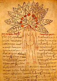 Miscellanea di scritti medici e farmaceutici  (sec. IX). Firenze, Biblioteca Medicea Laurenziana, Pl. 73.41, c. 93v.